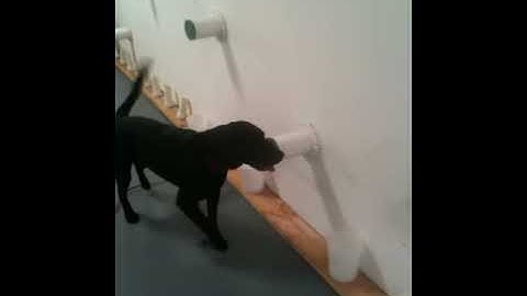 Bed Bug Detection Dog in Training - Falco K9 Academy