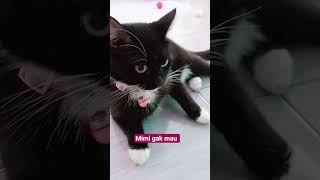 Mpus ngajak main #cat #imut #kucinggemoy #kucing #shorts #shortvideo