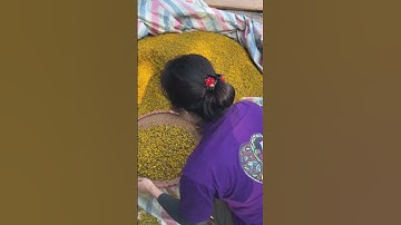 [Mocnhanvietnam] Trà cúc chi không sấy nóng được vì sao?