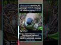 🥺 Mama Bird Turns Into an UMBRELLA for Her Babies! ☔️🐦 #Shorts#BirdMom #NatureShorts #CuteBirds