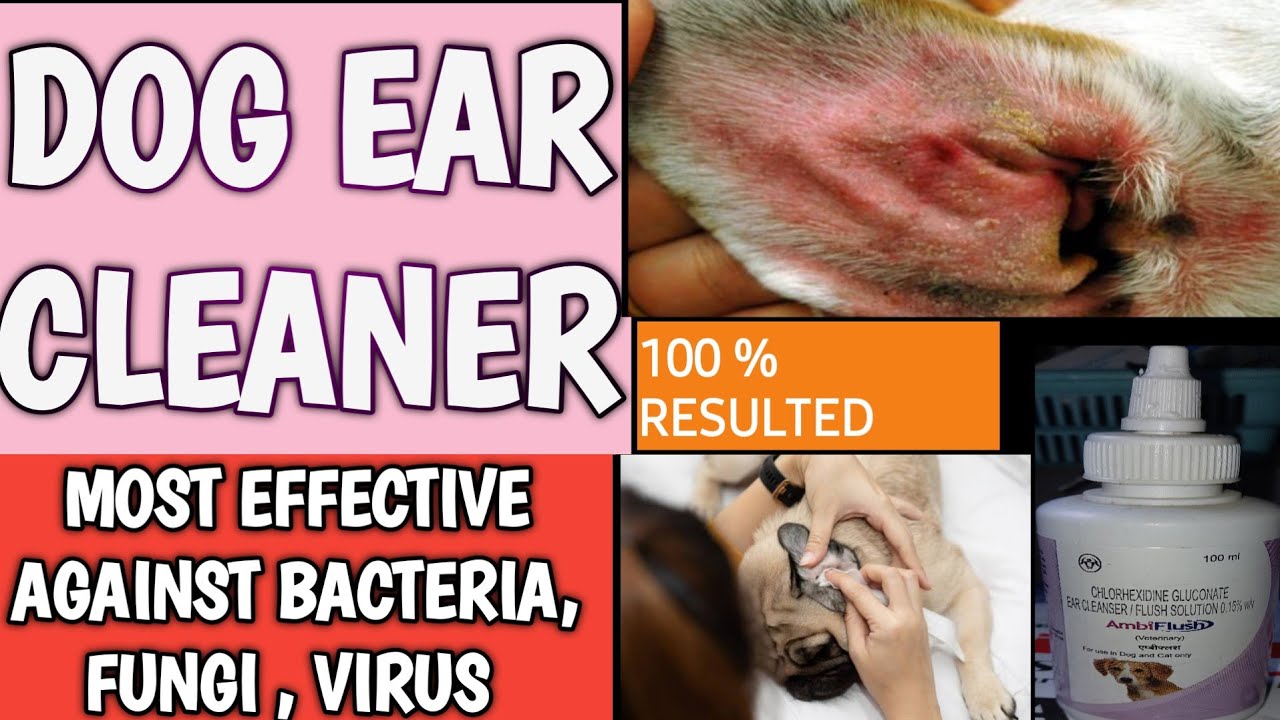 best ear cleaner for dog How to clean dog ears ? Ambiflush ( best