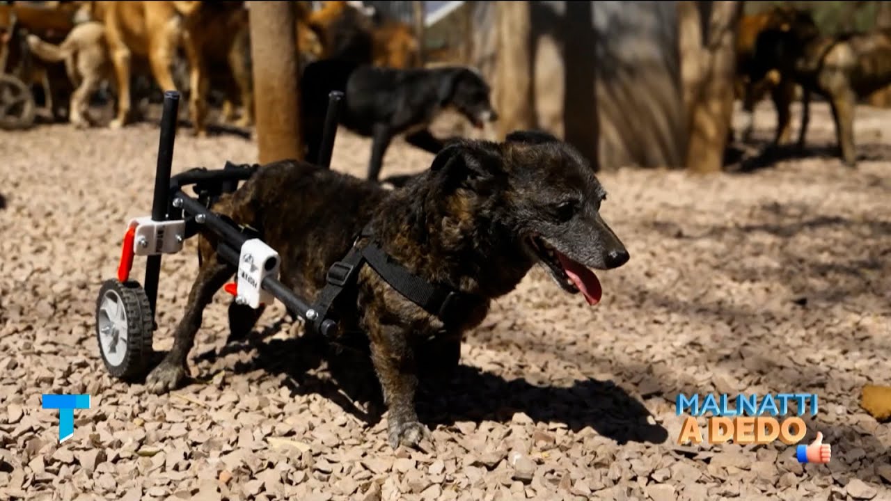 Malnatti viajó 600km para que un refugio de perritos discapacitados tuviera sus sillas de ruedas