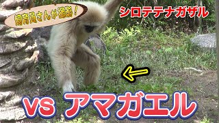 世紀の対決！シロテテナガザル vs アマガエル