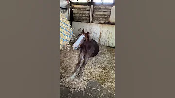 Just A Young Horse Having His Morning Stretch Horse Equine Equestrian Horselover Welshd Foal 