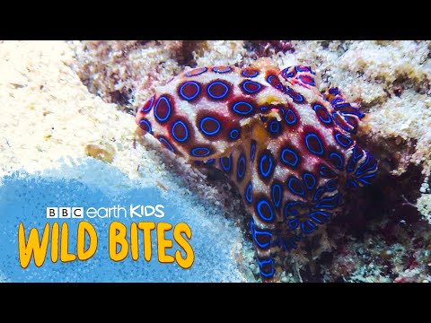 Octopuses HAVE 3 HEARTS and BLUE BLOOD! | Wild Bites | BBC Earth Kids