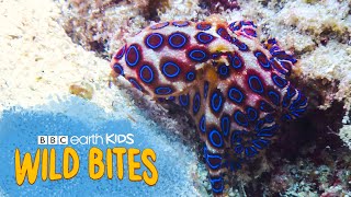 Octopuses HAVE 3 HEARTS and BLUE BLOOD! | Wild Bites | BBC Earth Kids