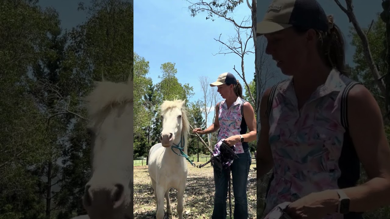 #2 Fly Masks: How to put Pull On Masks correctly