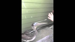 Nigel the Pelican