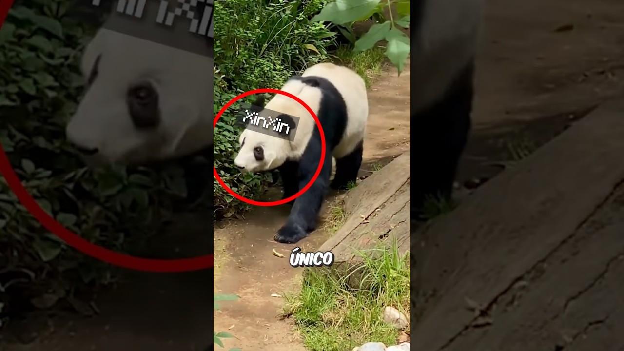 Por qué China le quiere quitar su Único panda a México 
