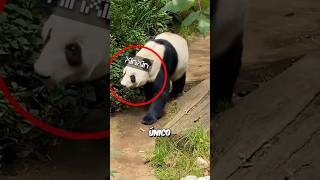 Por qué China le quiere quitar su Único panda a México #mexico #panda #xinxin