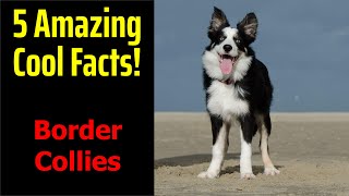 5 Fascinating Facts About Border Collies