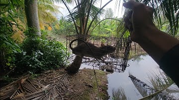 Bẫy Chuột Dừa Lúc Này Mập Mạp Ú Nu Thiệt Ngon | NI NGUYỄN TV 