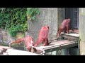 Orangutans go home for a moment / 少しだけ一時帰宅するオランウータン