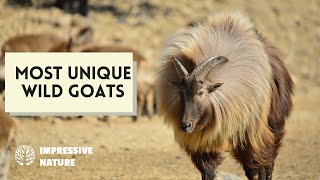 Wild Goats You Won't Believe Exist!