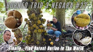 Akhirnya Menemukan Durian Paling Langka & Unik di Dunia.. Durian Kura-Kura.. Durio testudinarum