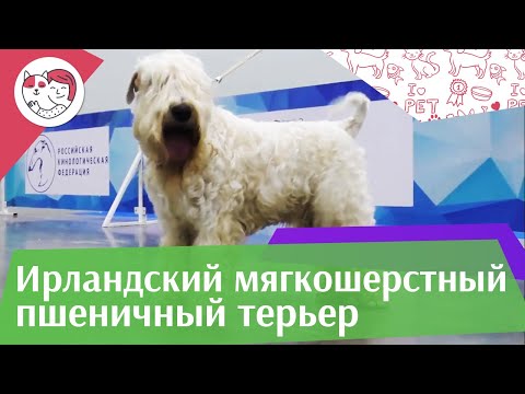 Ирландский мягкошерстный пшеничный терьер. Особенности. Уход