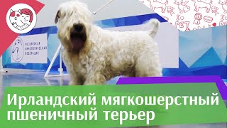 Ирландский мягкошерстный пшеничный терьер. Особенности. Уход Ирландский мягкошерстный пшеничный терьер. Особенности. Уход