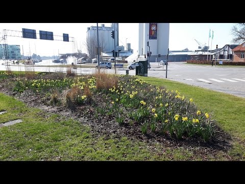 Video: Din Forårsblomsterhave