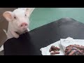 かりんとうを食べてたら、うんちと勘違いしてドン引きするミニブタがこちらw【92日目】