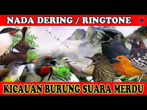 KICAUAN KUTILANG GACOR NADA DERING||RINGTONE SUARA BURUNG MERDU BANGET NADA DERING JERNIH