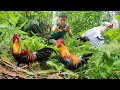 The boy went into the forest to catch wild chickens and grilled wild snails to eat |SURVIVAL SKILLS2
