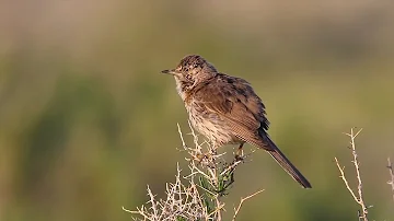 Sage Thrasher