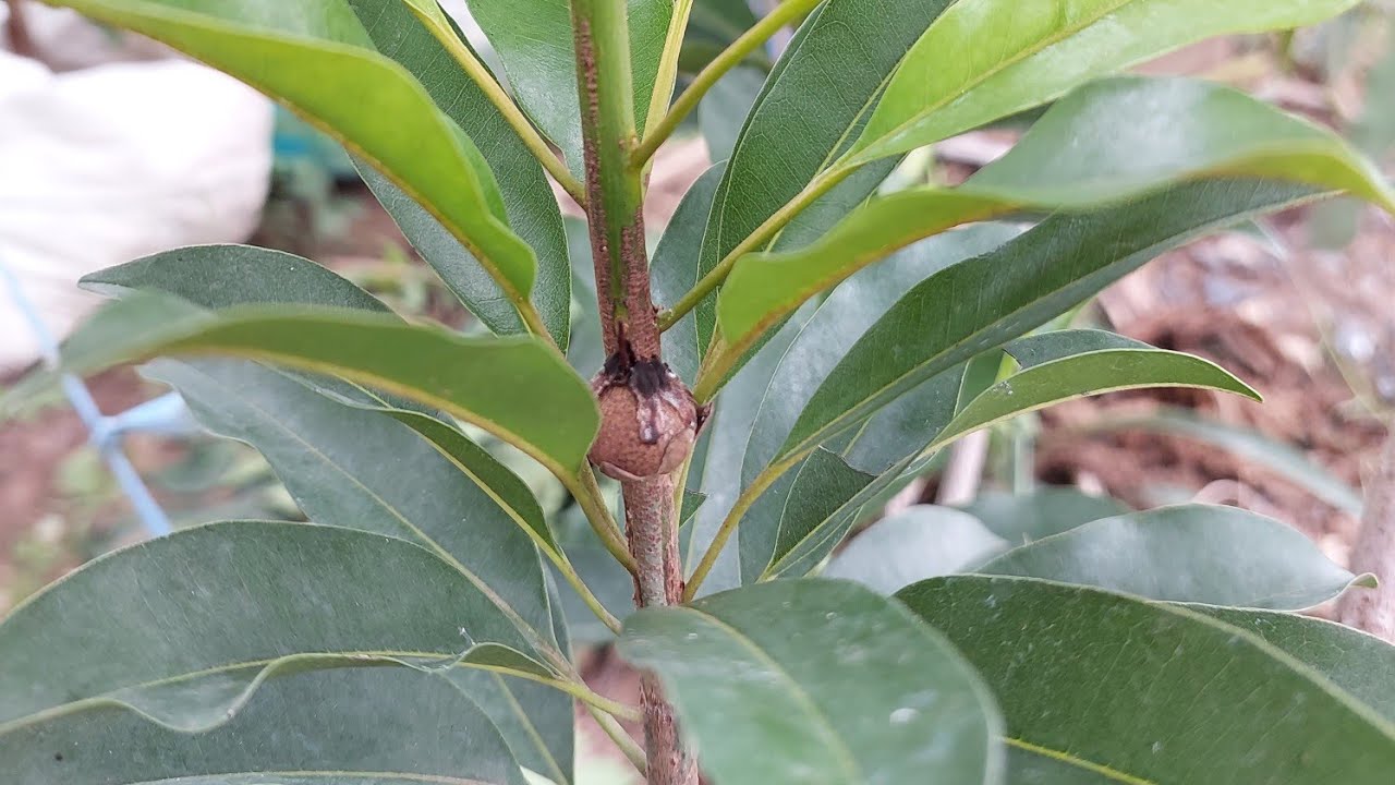 ละมุดลูกใหญ่พันธ์สาลี่ยักษ์