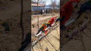 다양한 종류의 금강앵무 마카우들 ! Kind of Macaws