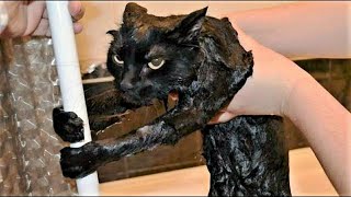 Funny Cats Memes Compilation #7
