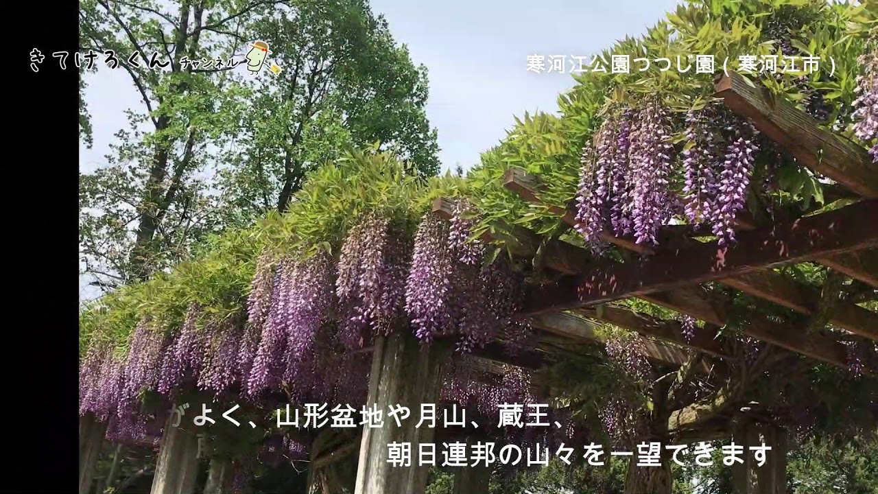 きてけろくんチャンネル 寒河江公園 つつじ園 寒河江市 つつじ篇 Youtube