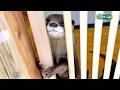 【ストライキ】キッチン解体にぷんぷん怒るカワウソ!タオルを振り回して猛抗議…! Otter Strike! They got so angry when we started renovating