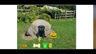 Puppy Cleanup on Scratch screenshot 4