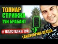 ! ТУЯ БРАБАНТ \СТРИЖКА ТУИ / стрижка 10 летней туи/ЭСКИМО/