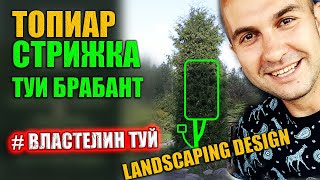 !! ТУЯ БРАБАНТ !! СТРИЖКА ТУИ /первая стрижка 10 летней туи/ ТОПИАР - ФОРМА ЭСКИМО/ THUJA BRABANT !! ТУЯ БРАБАНТ !! СТРИЖКА ТУИ /первая стрижка 10 летней туи/ ТОПИАР - ФОРМА ЭСКИМО/ THUJA BRABANT