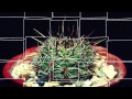 Xroph  echinopsis aurea official music