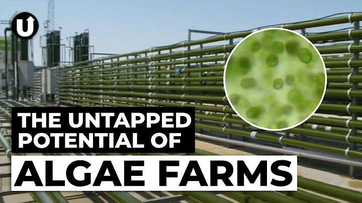 Algae: The Ultimate Circular Crop?