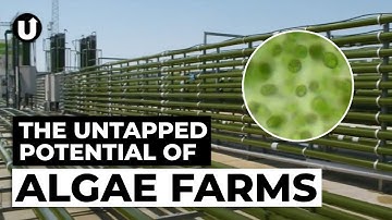 Algae: The Ultimate Circular Crop?