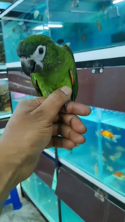 exotic birds in low price available... contact fast 9883934879#birds #exotic #viralvideo #pets