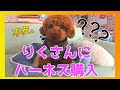 【購入品動画】愛犬トイプードルにハーネスを購入してみた｜りくぷうchannel|パピアハーネス｜犬癒し｜犬との生活