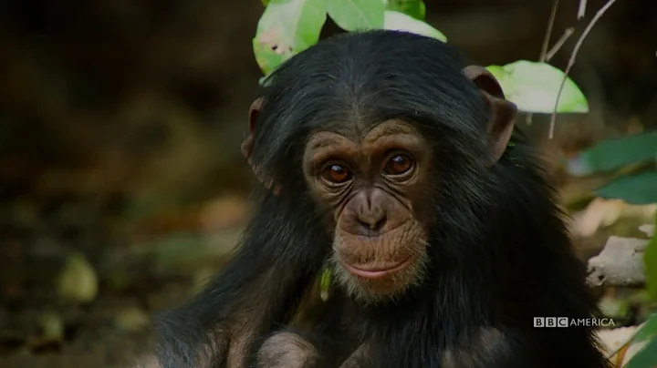 Sir David Attenborough Introduces Dynasties | January 19 at 9pm | BBC America