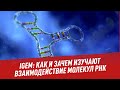 Соревнования iGEM: как и зачем изучают взаимодействие молекул РНК - Шоу Картаева и Махарадзе