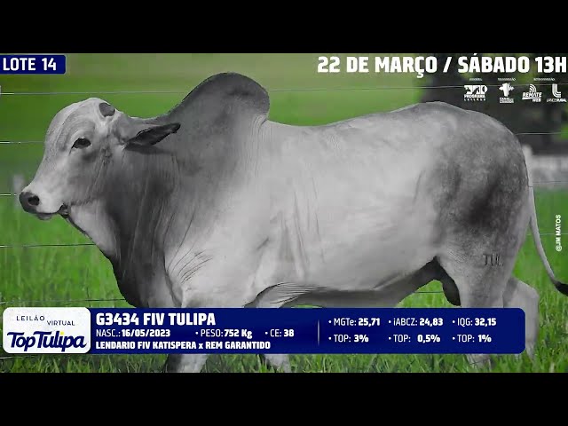 LOTE 14   TUL 3434