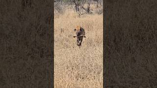 Hyena Approaches Safari Vehicle with Scavenged Impala Leg   Kruger Park Wildlife Sighting #wildlife