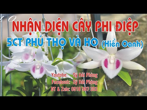 Video: Nhận dạng Hoa Phun - Ví dụ về Phun trên Thực vật