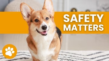 How To Create A Safe Environment For Your Dog