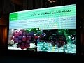 التلوين فى أصناف العنب المختلفة م شريف حسن مؤتمر العنب لشركة باسف الألمانية 4 مارس 2015