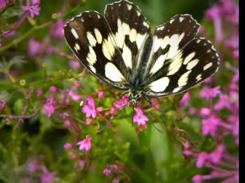The wonderful world of insects - YouTube