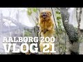 STOR NYHED I VENTE│VI SIGER GODNAT TIL ORGANGUTANGERNE│FASAN ANGRIBER ANDERS│AALBORG ZOO VLOG 21