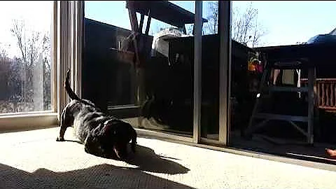 Dog plays fetch with it self