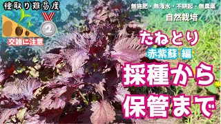 赤紫蘇栽培 #採種 から保管まで【#自然栽培】 - YouTube